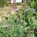 Agastache rupestris